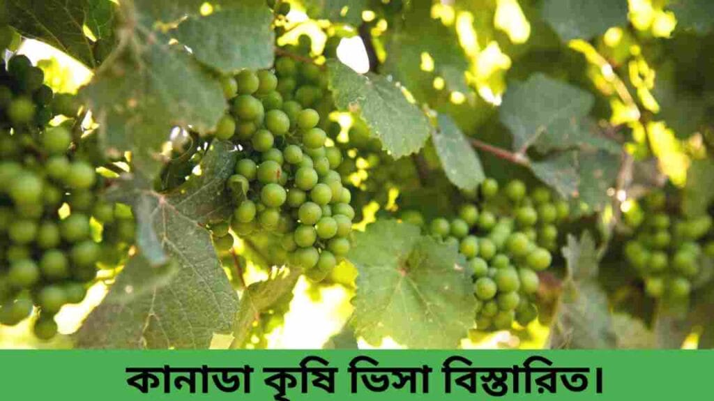 কানাডা কৃষি ভিসা